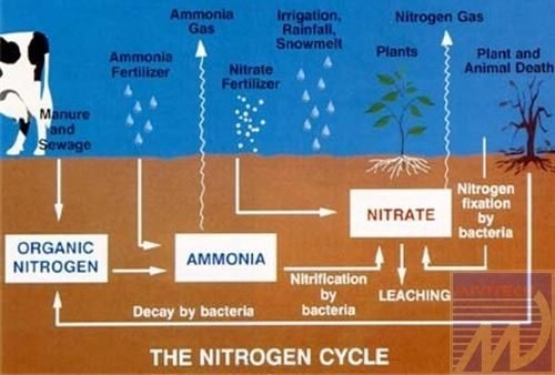 xu-ly-nuoc-nhiem-nitrat-nitrit-amoniac-1497687948